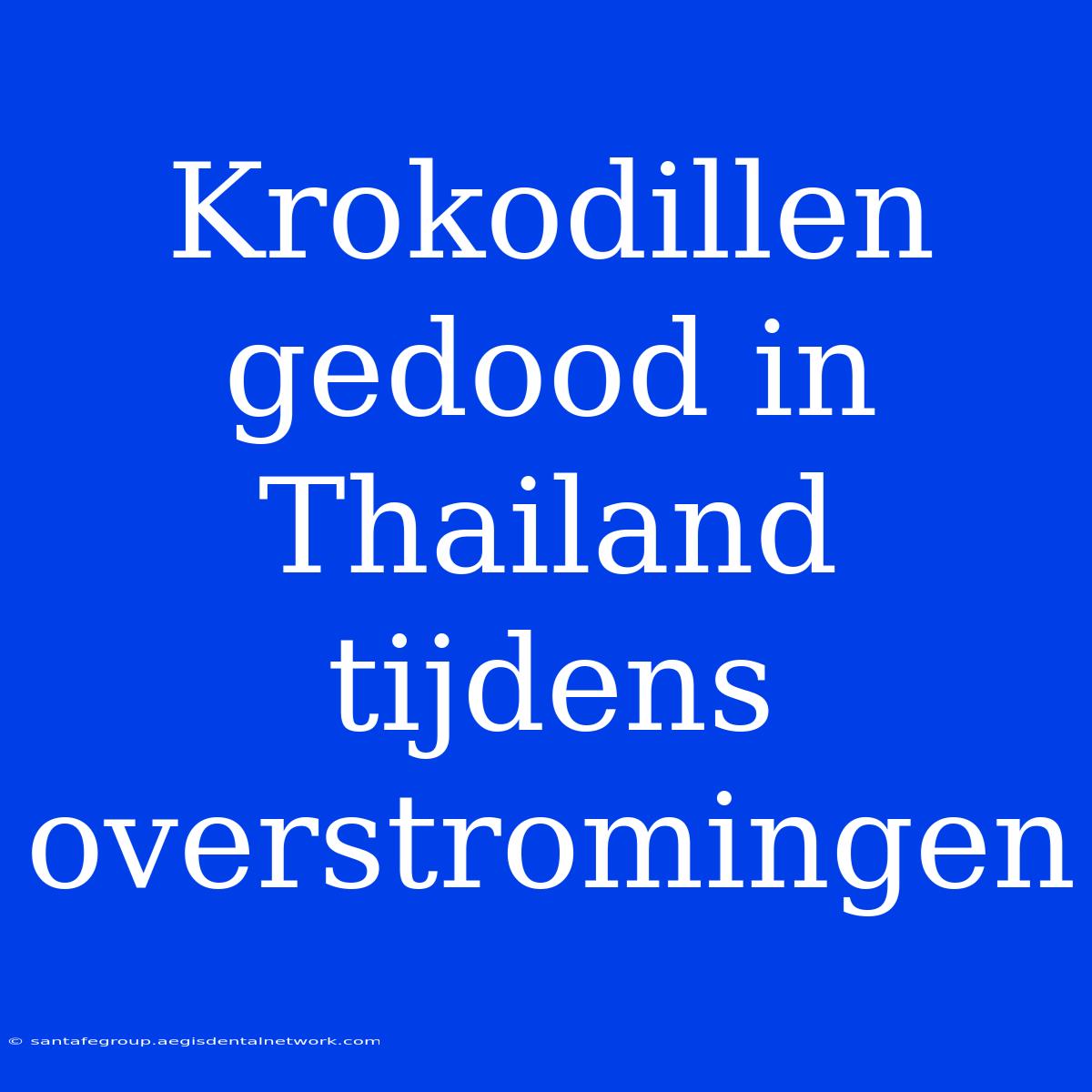 Krokodillen Gedood In Thailand Tijdens Overstromingen